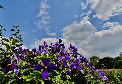 Foto A3 Houghton Lodge Gärten: Clematis im ummauerten Garten North Hou c2015