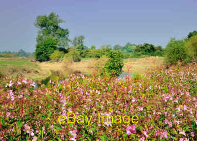 Foto 6x4 Eine Fülle indischer Balsam - Impatiens glandulifera Melverley c2008