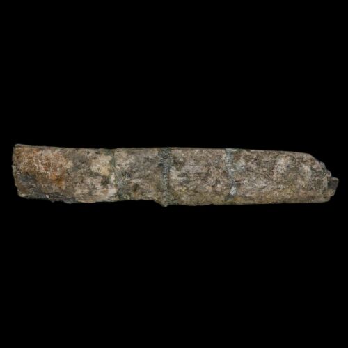 11.4" Camarasaurus Dinosaur Fossil Rib Bone Morrison FM CO Jurassic Age COA - Picture 2 of 11