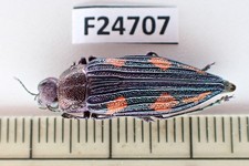 Buprestidae for collectors | rare Jewel Beetles