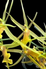 Brascidostele Tower of Rex ‘Mr Green Jeans’ Blooming Size (3.5” Pot)