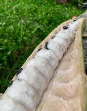 Guama Sprouted 8 Seeds (Ice-Cream Bean) Guaba Fruit pepeto Inga