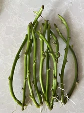 10 Slips Rooted Sweet Potato Slips Cutting Vines Easy To Grow