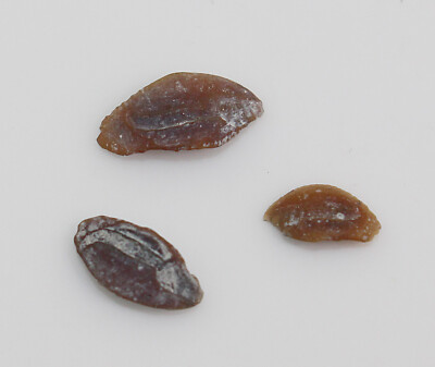 Gehörstein, Otolith, Hildebrandia sp., Tertiär, Miozän, Mainz-Laubenheim, D-b999