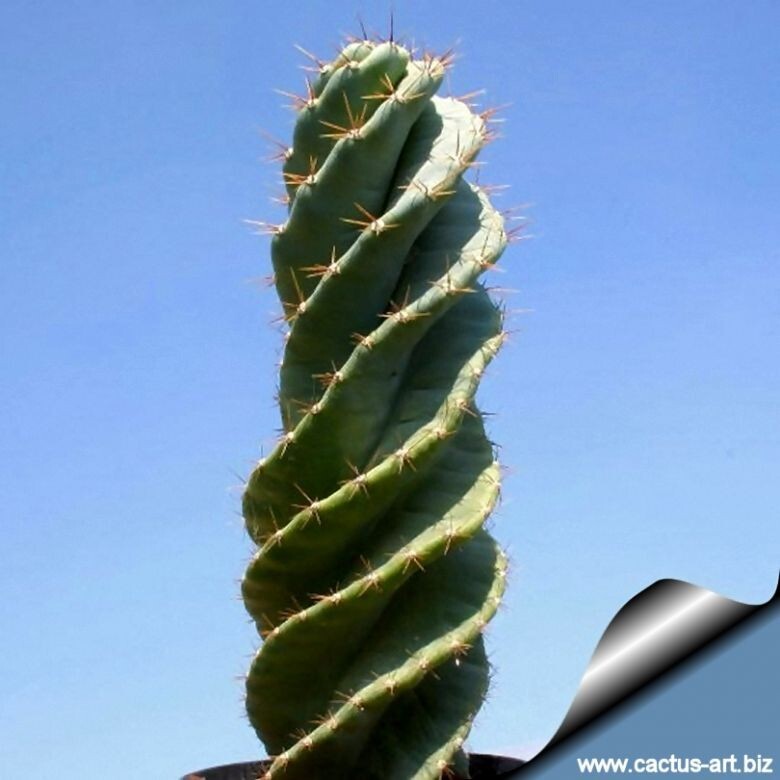 10 x Cereus Peruvianus Spiralis - Semillas raramente ofrecidas - Súper Cactus