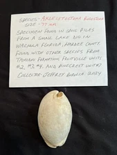 EXTINCT Fossilized COWRIE Shell ( Akleistostoma Rugostoma ) From Central Florida