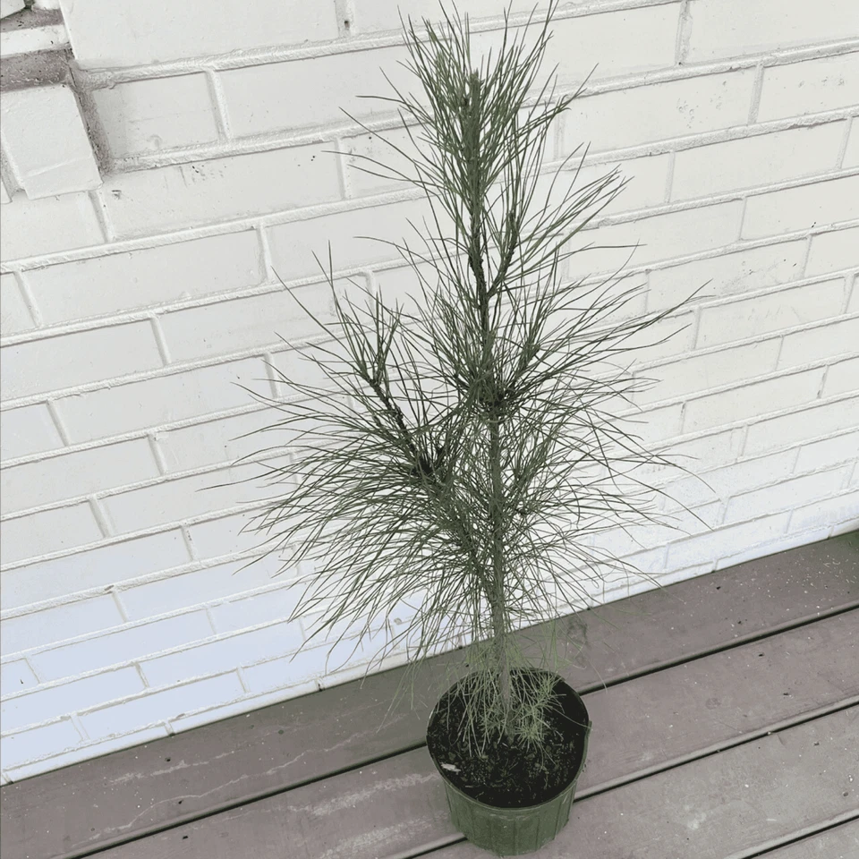 Loblolly Pine Tree - Pinus Taeda - 1 Gallon Potted Plant - Image 2 of 2