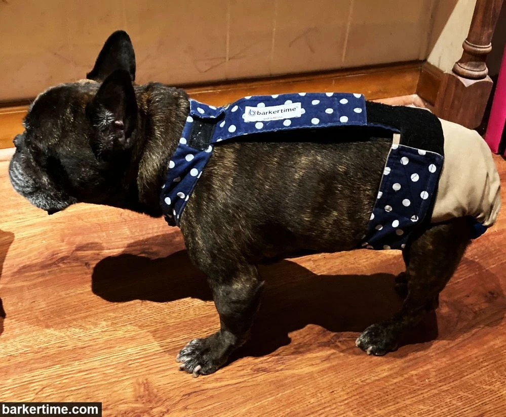 Dog Diaper Overall Made in USA Blue Polka Dot on Brown Escape