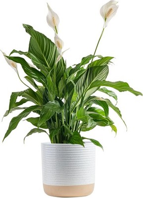 Gorgeous Live Spathiphyllum Peace Lily Plant in Seagrass Basket
