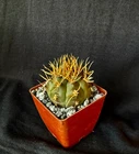 Gymnocalycium eurypleurum, cactus plant