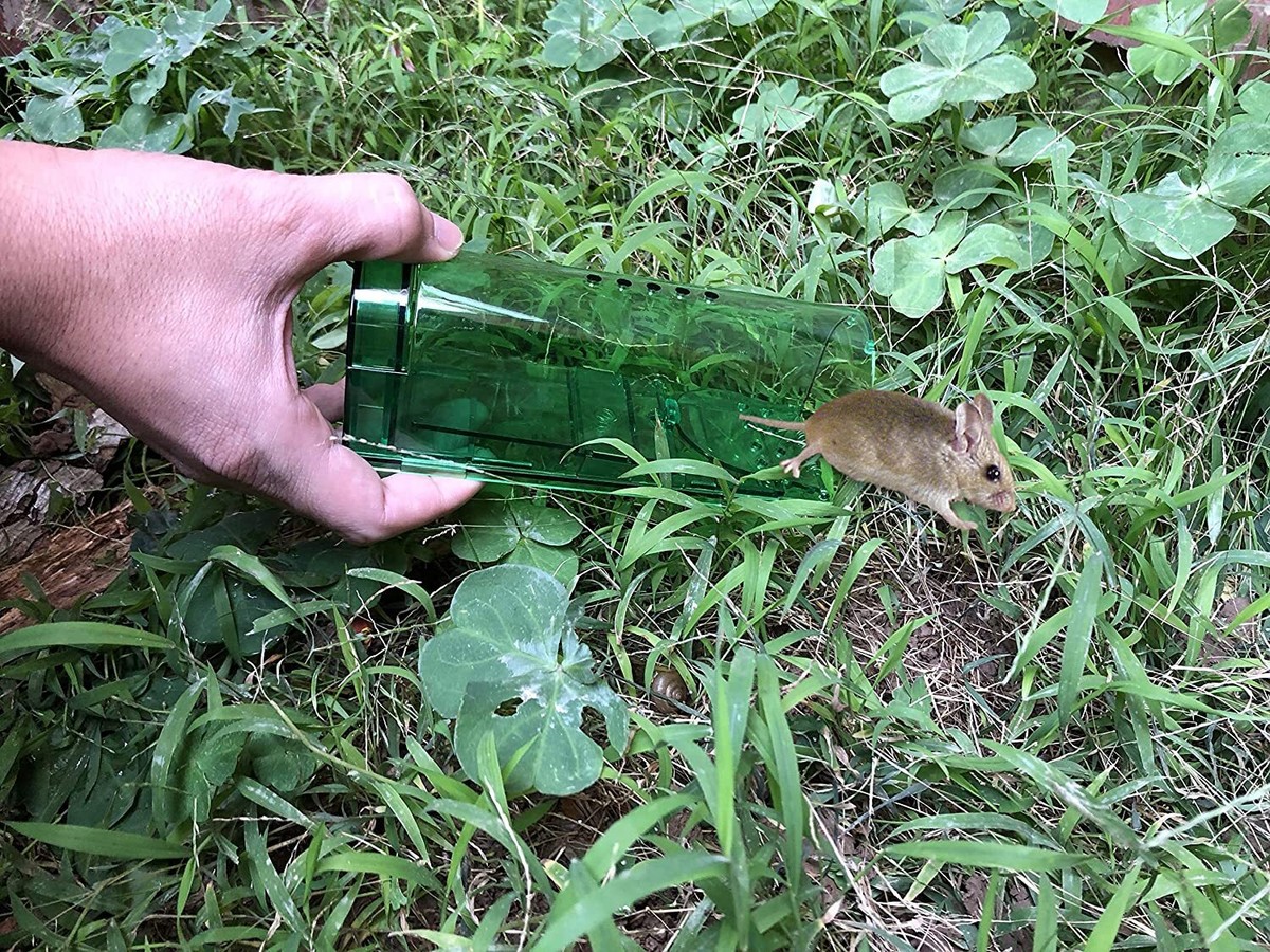 2x Metall Mausefalle Mäuse Maus Garten