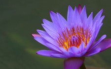 NYMPHAEA CAPENSIS PURPLE - NINFEA VIOLA, 10 SEMI + OMAGGIO