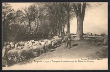 CPA Brignoles, Troupeau de moutons sur les Bords du Caramy 