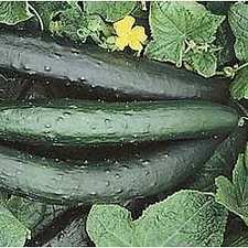 Cucumber Sweet Success    100 seeds