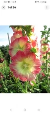 200 Yellow Pink Hollyhock Seeds Perennial Flower Seed Flowers F1
