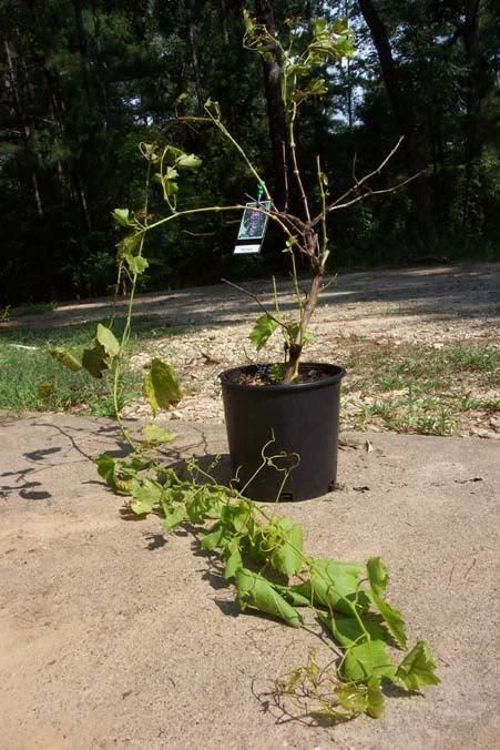 RED FLAME SEEDLESS GRAPE 1 Gal Vine Plant Vineyard Easy Grow Click 4 FREE RECIPE - Image 2 of 3