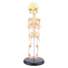 Single for Head Baby Skull Human Research Model Skeleton Anatomical Brain Anatom