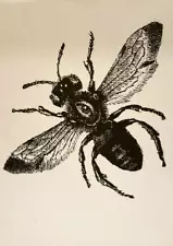 LARGE SCREENPRINTED BEE PRINT BLACK WHITE EYE GRAPHIC 24" X 30"