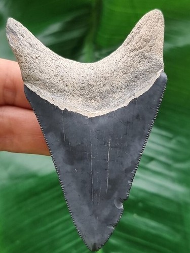 8,8 cm blauer dolchförmiger Zahn des Megalodon aus dem Bone Valley - Hai Fossil - Bild 2 von 6