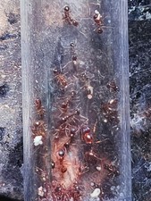 Queen Ant Aphaenogaster occidentalis Feeder Insects Only.