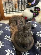 Bunny Lounger Bed - reversible patterns, handmade and washable