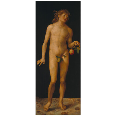 Albrecht Dürer, Adam 11003000197