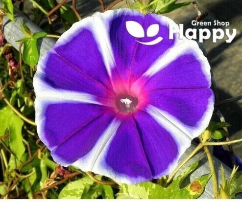 CLIMBING FLOWERS - Vines - Thunbergia Morning Glory Sweet Pea - Flower seeds - Picture 70 of 121