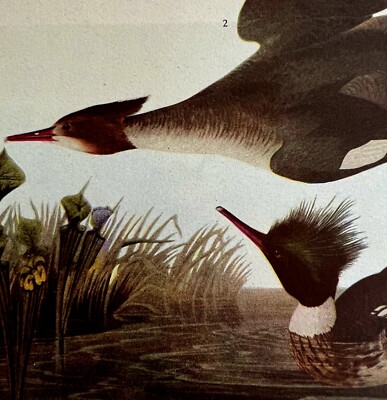 Red Breasted Merganser Bird 1946 Color Art Print John James Audubon Nature DWV2K