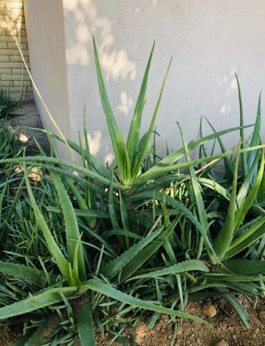 Large Mature Aloe Vera Barbadensis Medicinal Cactus Succulent Plant Organic  12”+