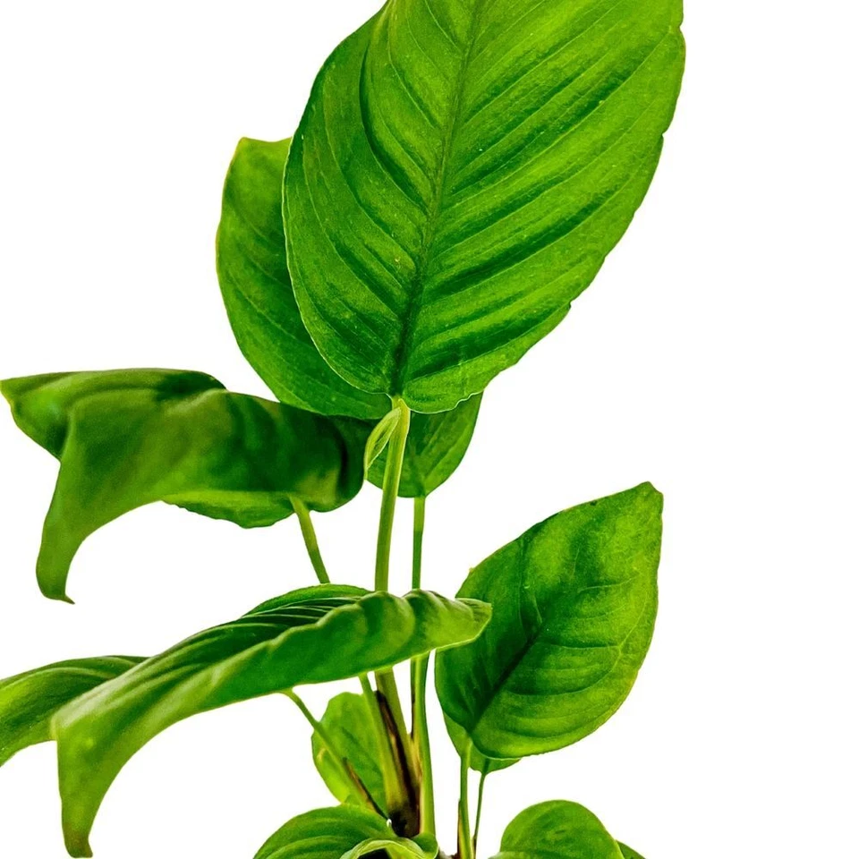 Aquarium Pflanze 3 Stück Anubias heterophylla Wasserpflanzen AquaOne Nr.302 - Bild 3 von 4