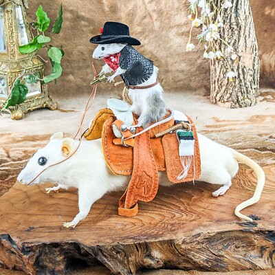 Cowboy Mouse Riding Rat Cute Real display Taxidermy Oddity