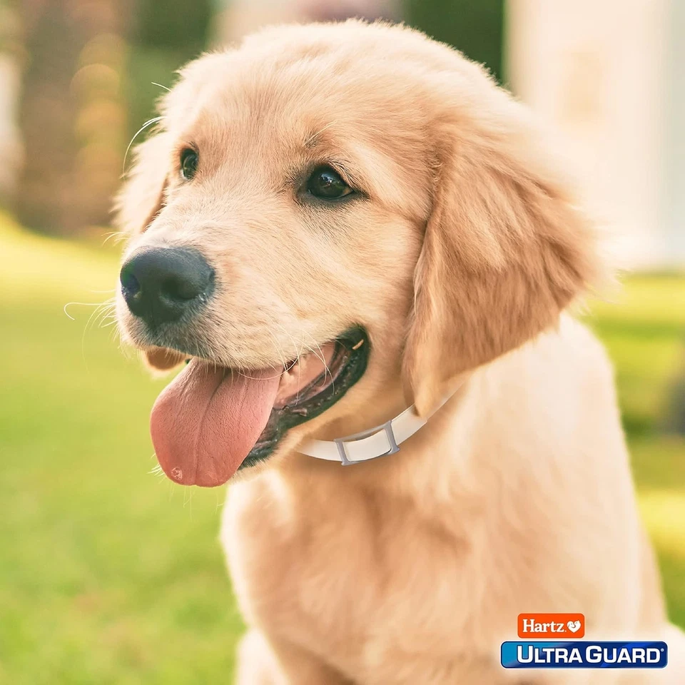 Hartz UltraGuard Flea & Tick Collar for Dogs and Puppies 7 Month Flea and Tic... - Image 4 of 4