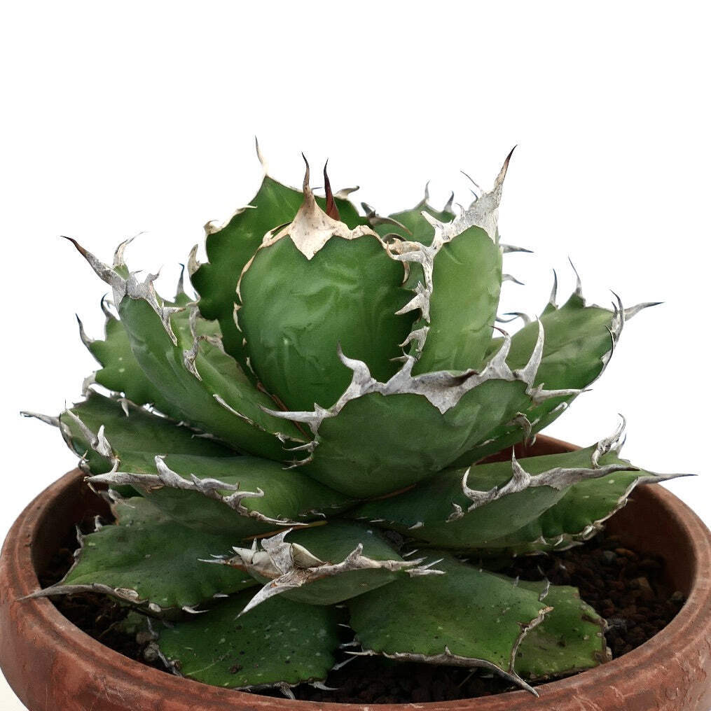 Agave titanota ‘Creep’ Agave titanota COMPACT DARK GREEN - Chalk Agave | Titanota Agave