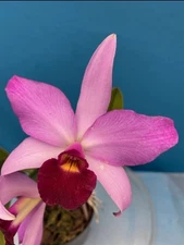 Lc Redland (Laelia anceps guerrero X Cattleya violacea flamea) BS Large 7” Pot