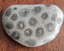 Hand Polished Petoskey Stone Hexagonaria 2" 1.4 Oz. Fast Shipping 