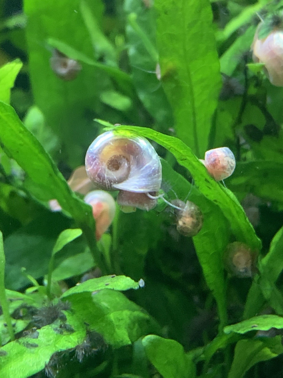 20 + 5 FREE Live Aquarium & Pond Snails Freshwater ( RAMSHORN ) Plus Stems Plant