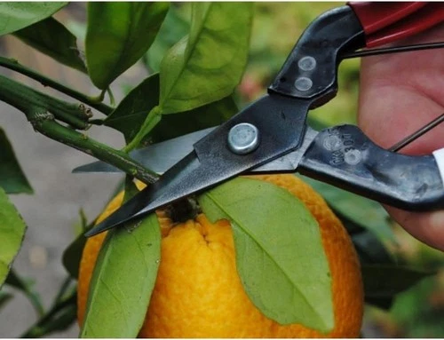 Okatsune No. 307 Fruit Shears - Thumbnail 3