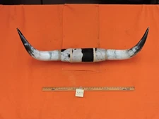 MOUNTED STEER BULL HORNS 3' 10" tip to tip #307 COW BULL HORN LONGHORN 15 " Base