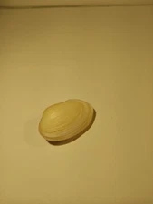 Hand Picked Australian Sea Shell - Fulvia Racketti