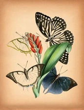 8497.Decoration Poster.Home Room wall interior art design.Antique Butterfly art
