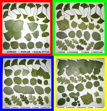 Pressed Dried Leafs Leaves Art Craft Supply Ginkgo Oak Rose Bougainvillea Trees