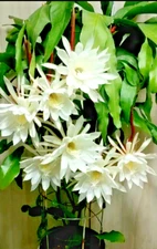 NIGHT BLOOMING CEREUS EPIPHYLLUM OXYPETALUM CACTUS ORCHID rooted in 4" pot