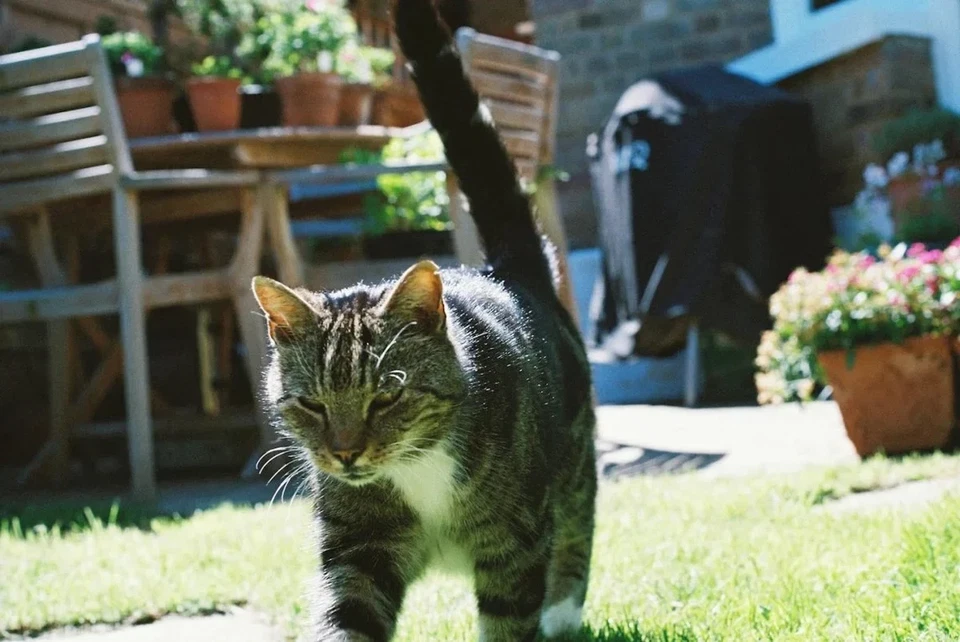 Three Kodak Ultramax - Ultra Max 400 35mm 36 Exposures Colour Films: 108 photos - Image 2 of 4