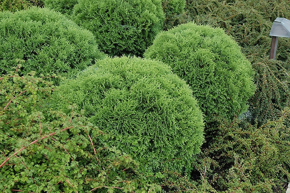 Thuja Evergreen Shrubs, Bushes&Hedges for sale | eBay