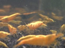 10 1 Yellow Golden Back Shrimp Freshwater Neocaridina Live Guarentee
