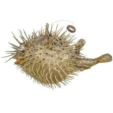 Poisson diodon holocanthus - Taille: 17 à 20 cm