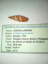 Vexillium Granosum Seashell Phillipines, F+ 33.6 mm