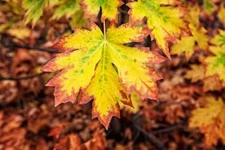 Bigleaf Maple Tree Seeds for Planting | 30+ Seeds |
