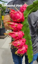 ROOTED Dragon Fruit Plants  (12 to 16 inches long)
