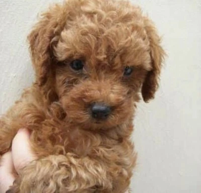 mini poodle breeders